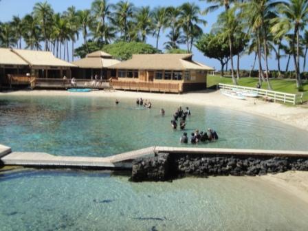 Dolphins in Hawaii